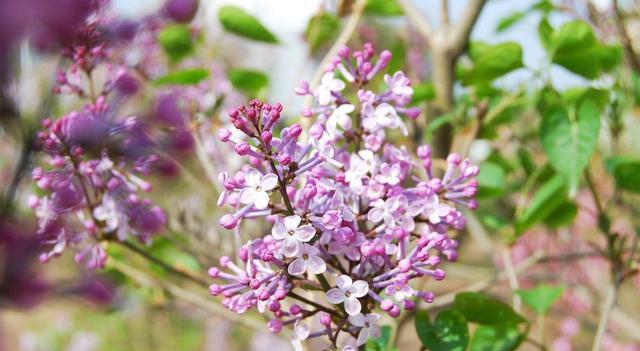 蜜源和花卉的區別（蜜源和花卉的定義）