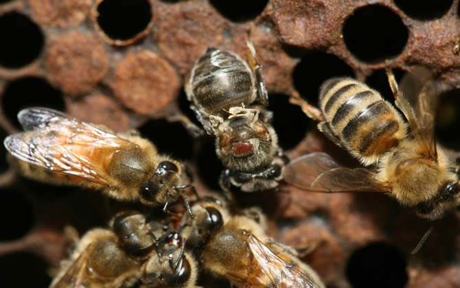 什么是蜂螨？