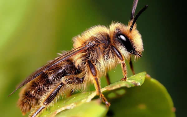 【蜜蜂知識】夏季蜂王停產(chǎn)的原因？