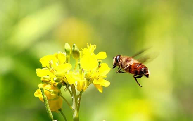 蜜蜂喜歡什么顏色(不同顏色衣服、花、蜂巢、氣味對蜜蜂的影響)