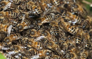 蜂王不產(chǎn)卵工蜂不出勤是什么原因（外界有蜜源，蜂王不產(chǎn)卵，工蜂不采蜜，飼喂不存蜜是什么問題）