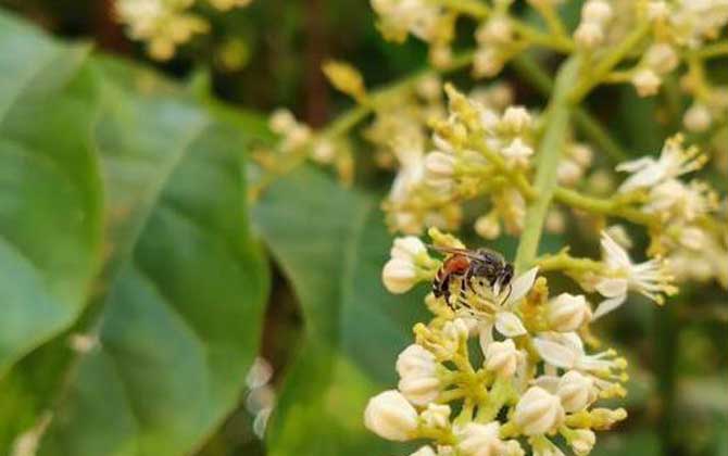 黑小蜜蜂是什么蜂？有哪些特點？