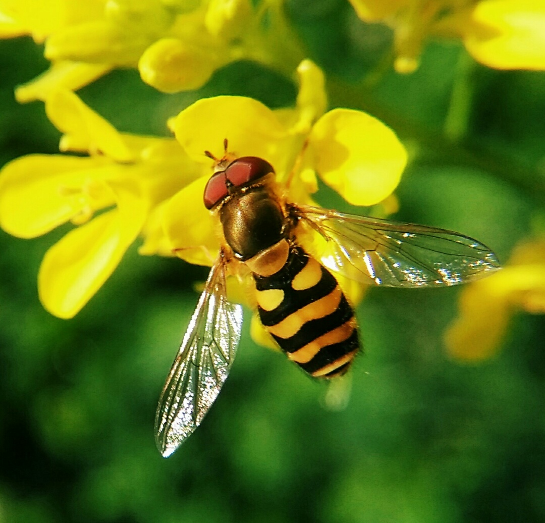 阿壩中蜂王個頭大?。ㄔ趺幢鎰e中蜂阿壩王）