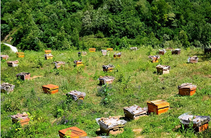 蜜蜂養殖十大忌諱是什么？(教你養蜂知識)