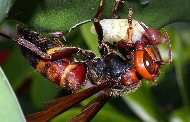 虎頭蜂最怕什么東西？(氣味、農(nóng)藥、動(dòng)物等)