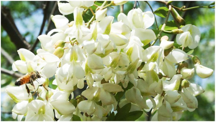 蜜蜂花卉有哪幾種？(告訴你蜜蜂都喜歡什么花的花蜜)