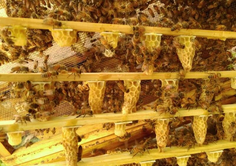 新手養蜂出現王臺怎么辦（蜜蜂起王臺怎么辦）