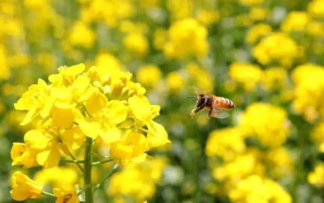 常年開花的蜜源植物（花期最長(zhǎng)的蜜源植物）