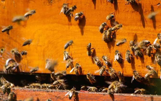 怎么辨別偵查蜂？