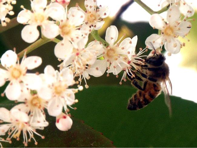 【蜜蜂知識】盜蜂的識別和處理方法