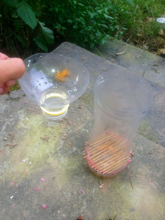 中國(guó)大虎頭蜂怎么誘捕（捕捉虎頭蜂的步驟）