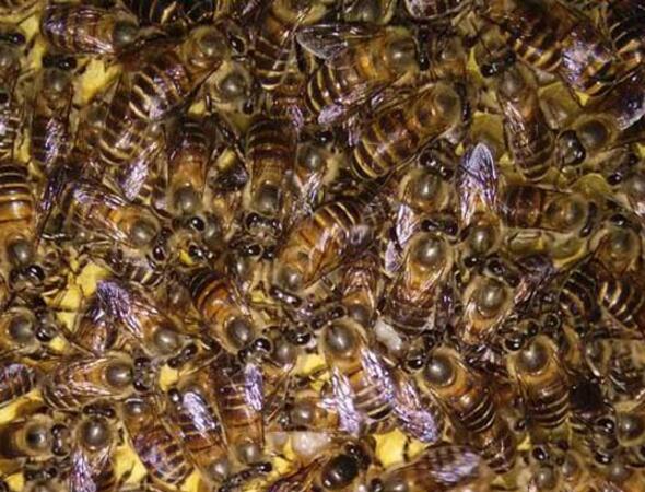 蜜蜂最簡單的殺螨方法（怎么殺螨）