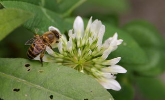 蜜蜂最怕什么味道會(huì)跑？
