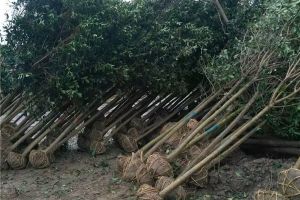 長葉女貞的種植方法和養護方法（大葉女貞的養護管理要點）